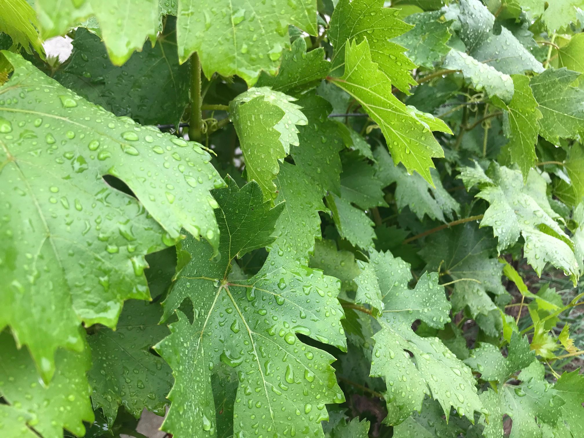 Cyklovýlety za vínem - Z vinice do vinice, zrušeno